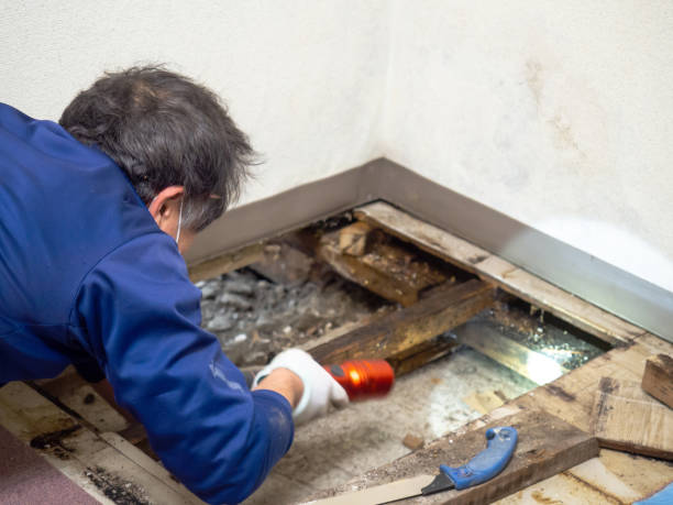 Best Commercial Mold Removal  in Pine Island Center, FL