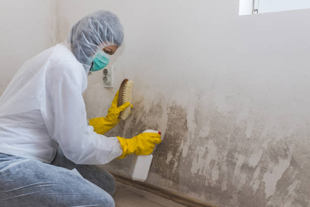Mold Removal Process in Pine Island Center, FL