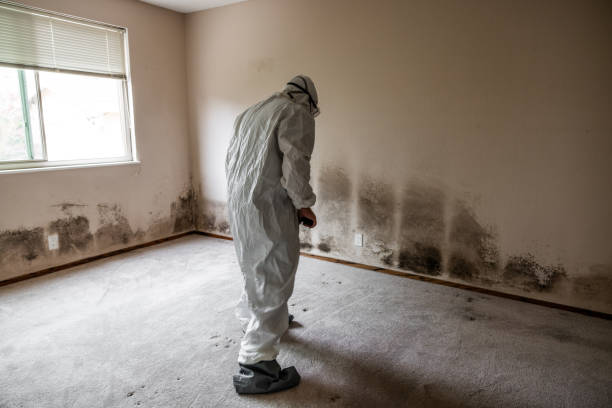 Pine Island Center, FL Mold Removal Company