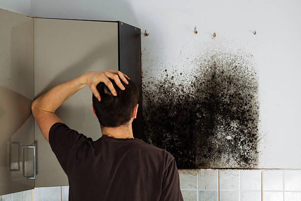Best Fast Mold Removal  in Pine Island Center, FL