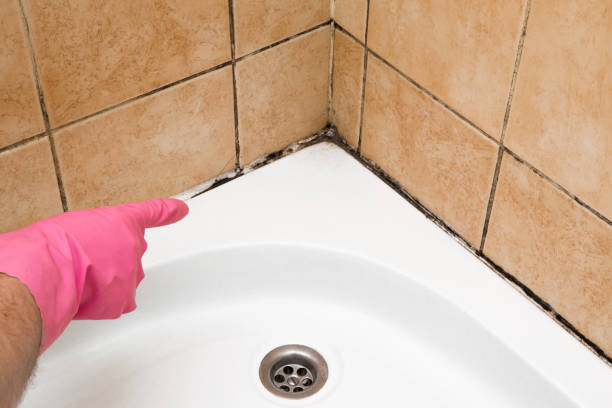 Best Office Mold Removal Services  in Pine Island Center, FL